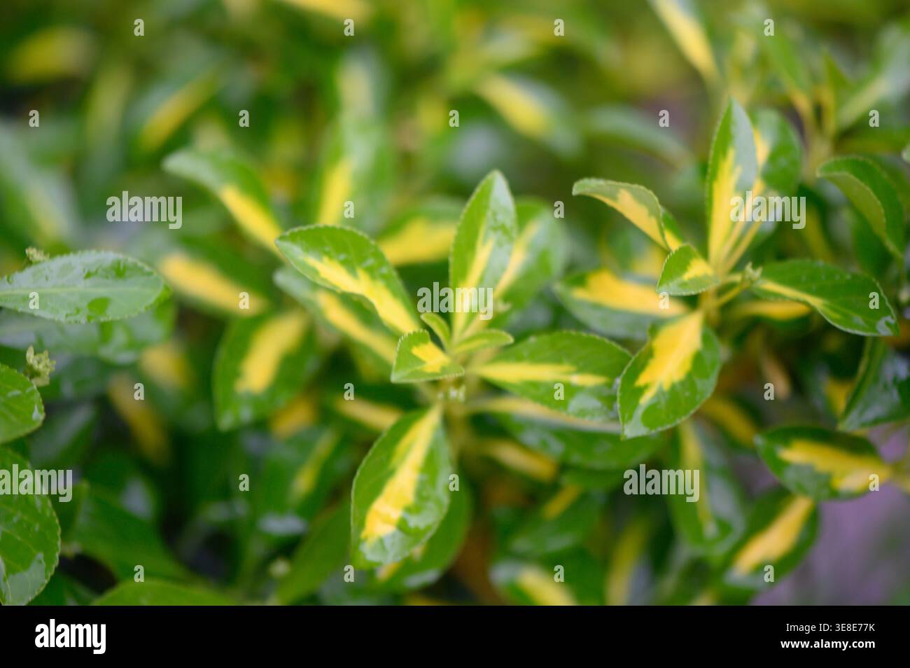 Gros plan sur les feuilles d'Euonymus japonais (Euonymus japonicus), mettant en valeur le feuillage ovale brillant vert foncé aux marges finement dentelées. Le cuir Banque D'Images