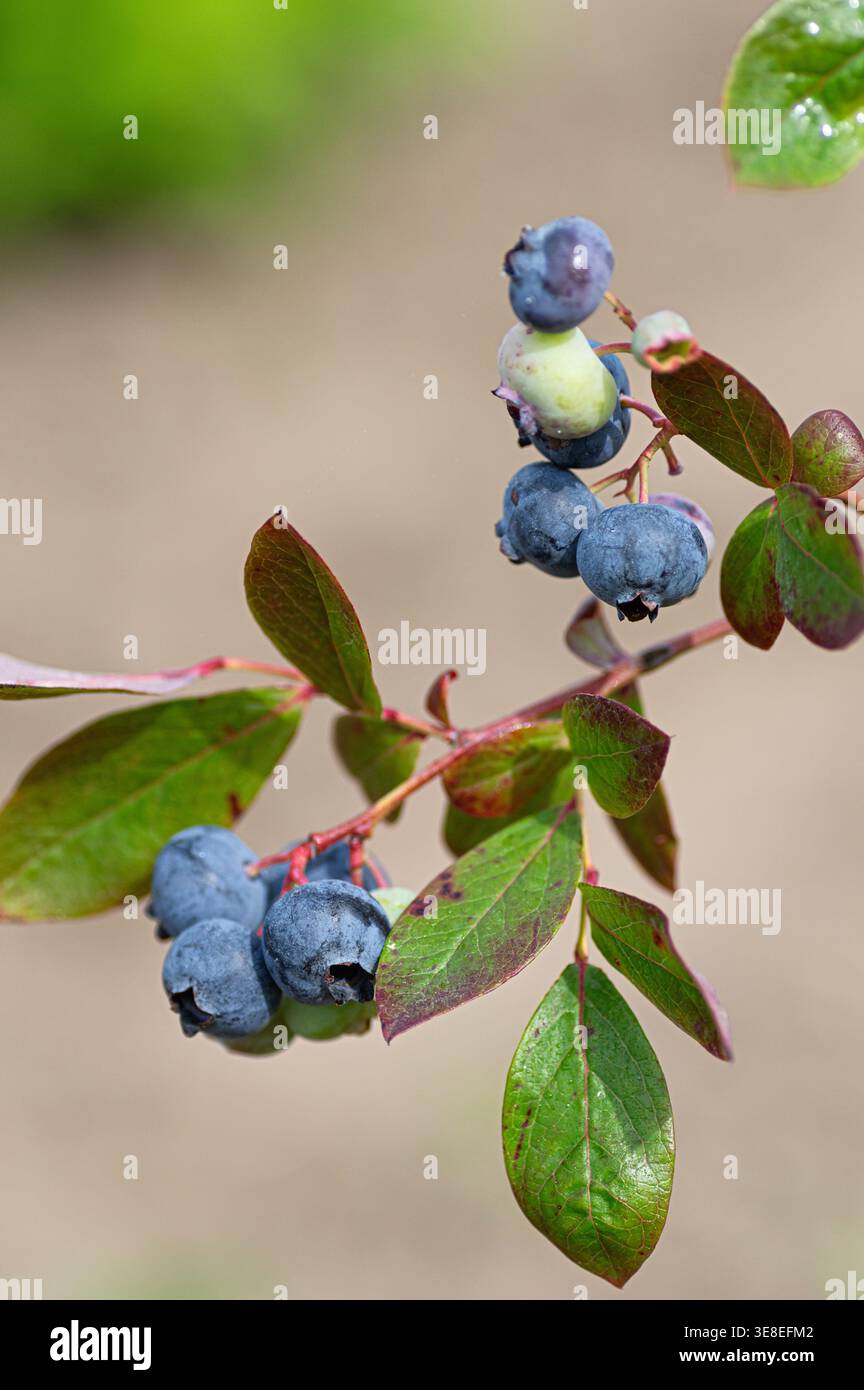 Branche de bleuet de jardin écologique (Vaccinium corymbosum) avec des baies mûres et non mûres. Fruit biologique pur, cultivé sans produits chimiques, symbole de na Banque D'Images