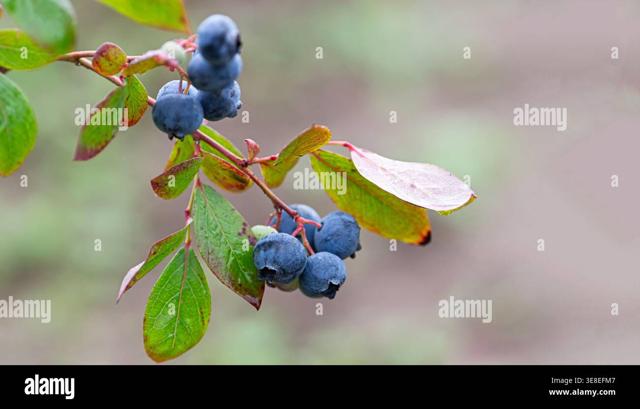 Branche de bleuets de jardin mûrs (Vaccinium corymbosum) parfait pour les desserts d'été, smoothies ou collations saines. Ingrédient pour recettes créatives, s Banque D'Images