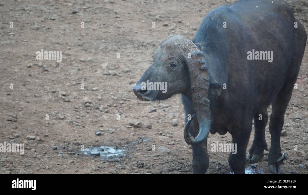 Buffle africain du Cap avec une rare déformation de la corne descendant debout sur sol sec. Banque D'Images