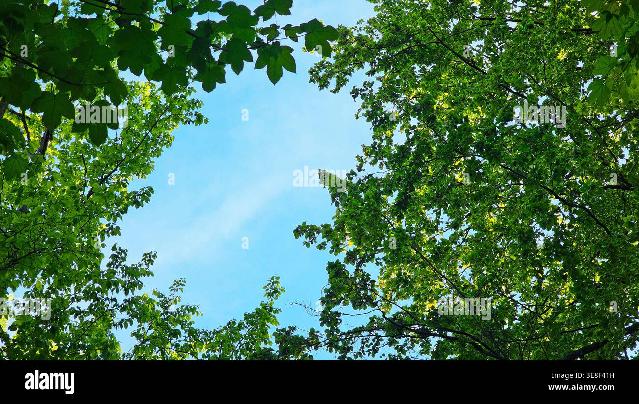 Verdure d'arbre vert cadre ciel bleu clair. Vue vers le haut des branches d'arbres vertes luxuriantes et des feuilles fraîches entourant un ciel bleu ouvert, créant un cadre paisible Banque D'Images