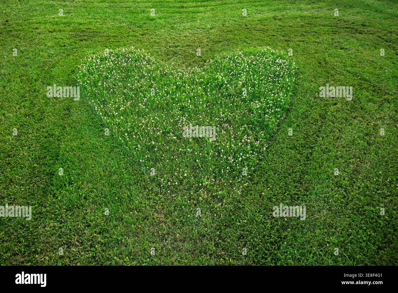 Champ d'herbe verte tondu en forme de coeur. Fond de pelouse de jardin avec zone en forme de coeur. Surface texturée symbole d'amour Banque D'Images