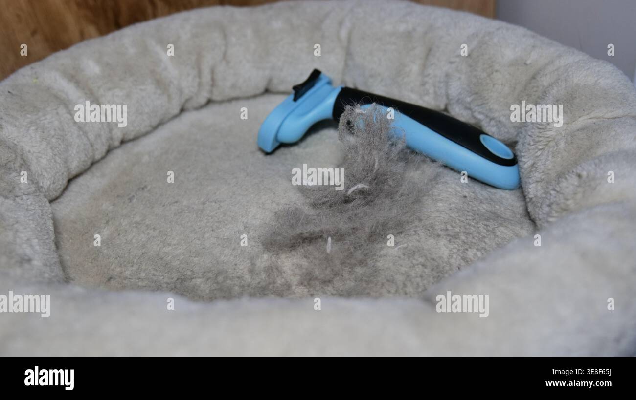 Brossez et jetez les poils dans un lit pour animaux Banque D'Images