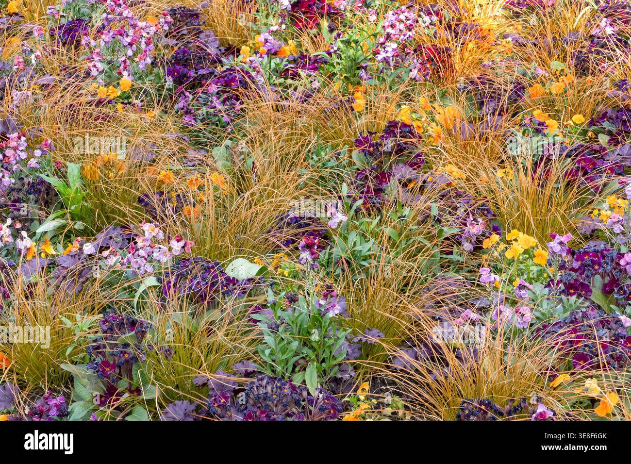 Plantation moderne de parterres de fleurs en utilisant des herbes et des primula Banque D'Images