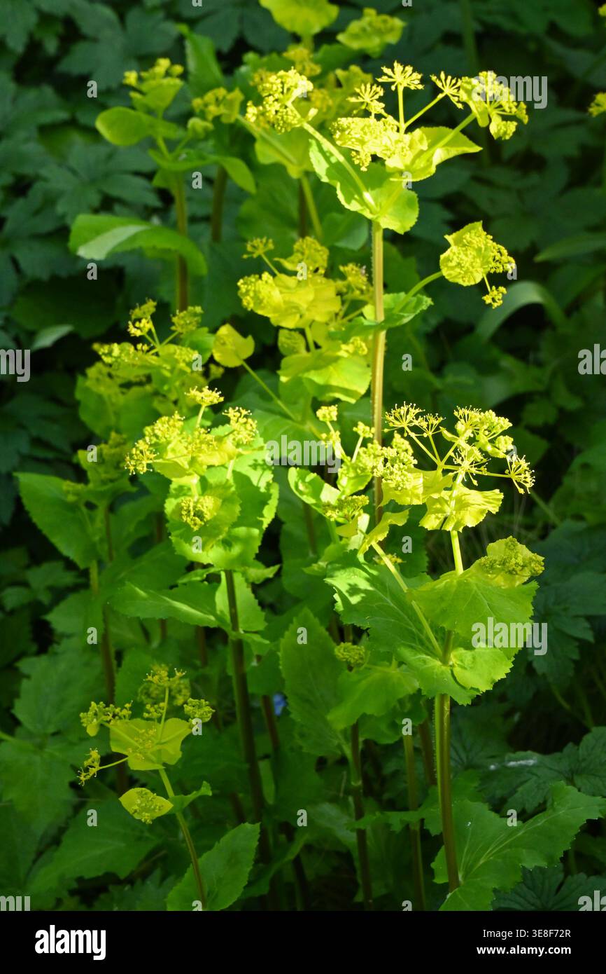 Fleurs de printemps jaune acide de Smyrnium perfoliatum dans le jardin britannique avril Banque D'Images