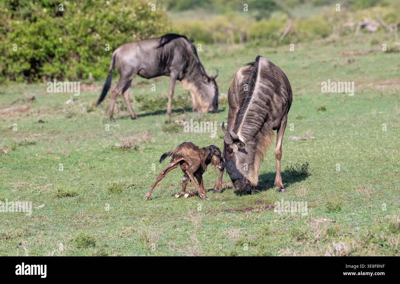 Brindled gnu ou gnous (Connochaetes taurinus), mère accouchant et nouveau-né, le veau tente de se tenir debout Banque D'Images