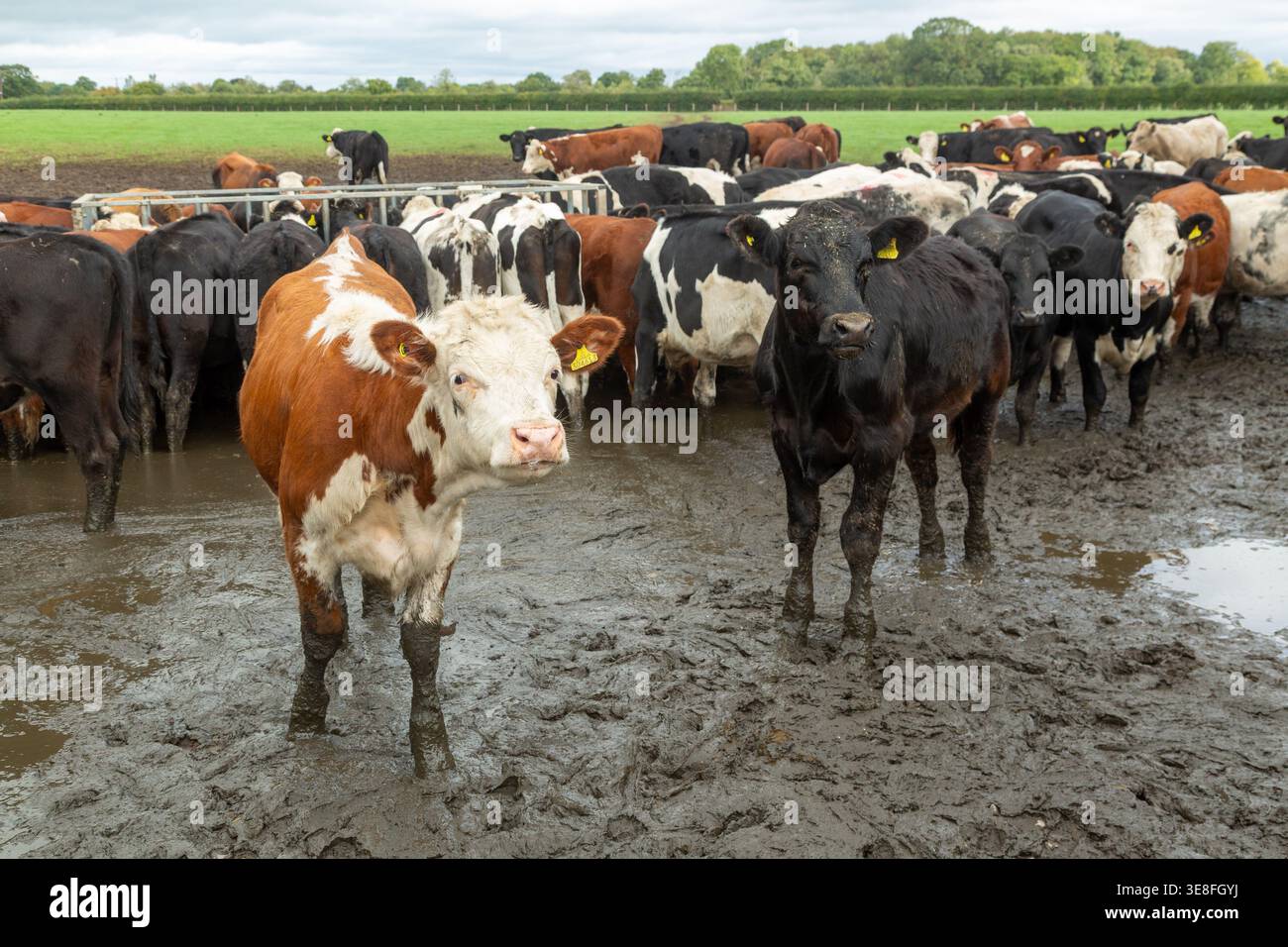 Un troupeau de bovins, vaches laitières, debout dans un champ très boueux sur une ferme Banque D'Images