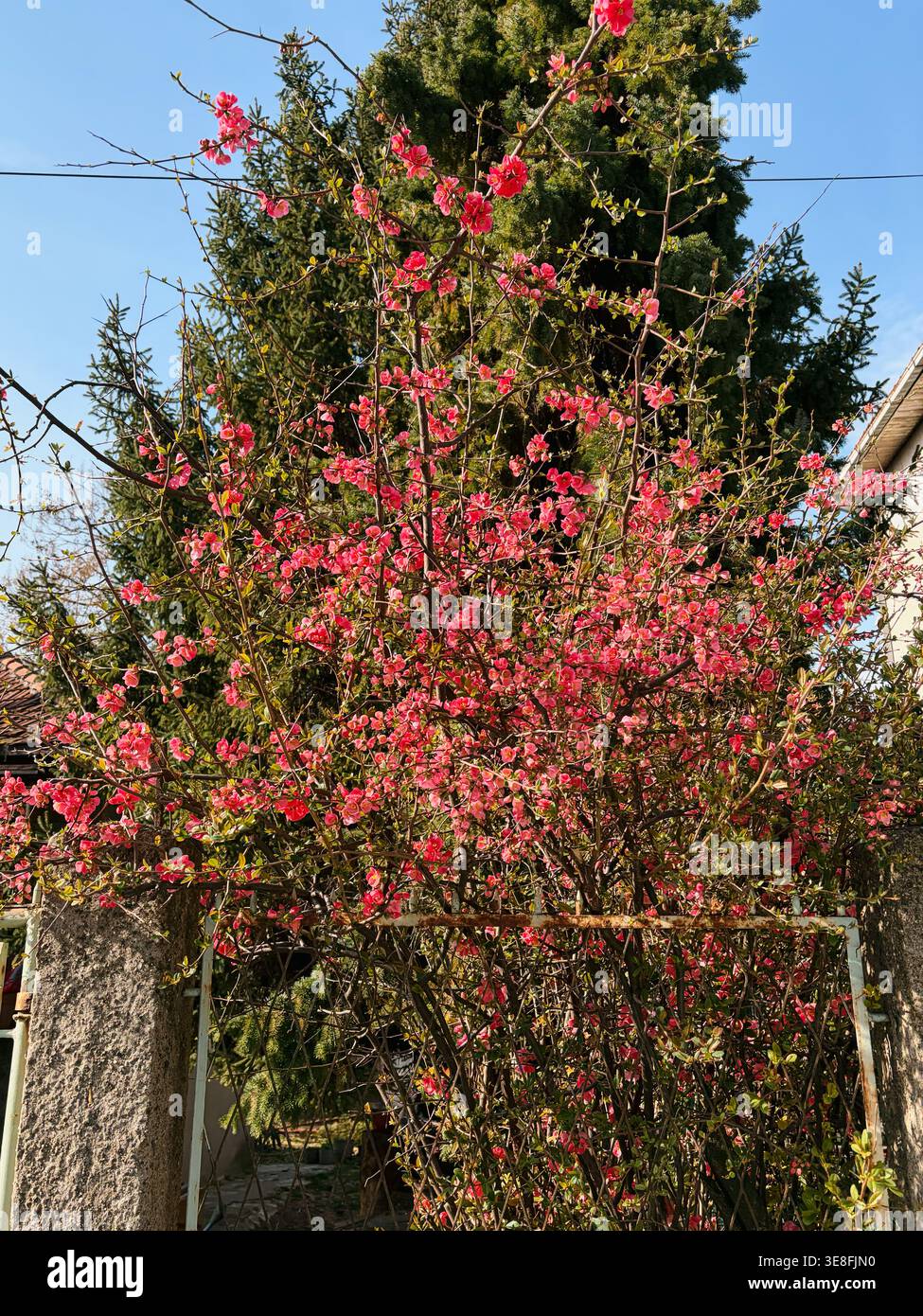 Buisson de coing japonais en floraison rouge poussant près de l'entrée de la maison au soleil. Concept de jardin printanier, plante ornementale et style de vie résidentiel. Banque D'Images