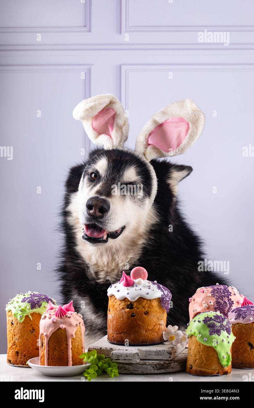 Un mignon malamute et des gâteaux de Pâques Banque D'Images