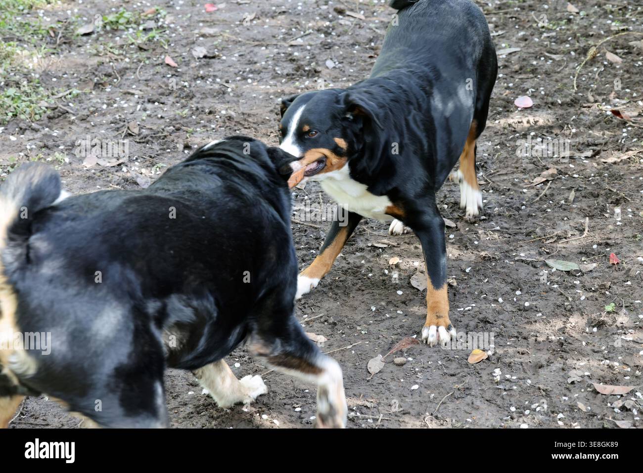 Image haute résolution de deux chiens Appenzeller Sennenhund jouant à la guerre avec un morceau de bois à l'extérieur, montrant un comportement actif et ludique. Banque D'Images