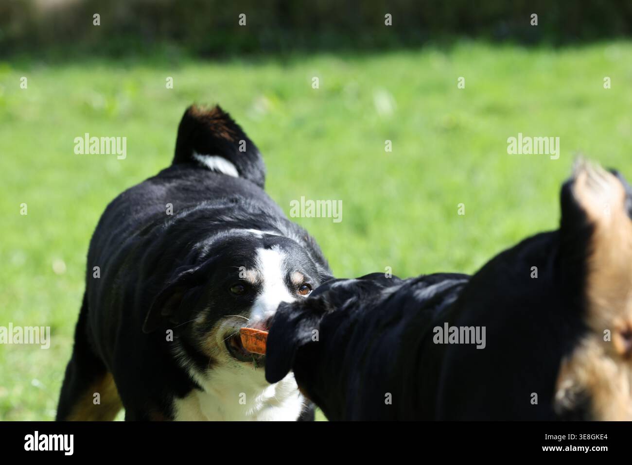 Image haute résolution de deux chiens Appenzeller Sennenhund jouant à la guerre avec un morceau de bois à l'extérieur, montrant un comportement actif et ludique. Banque D'Images