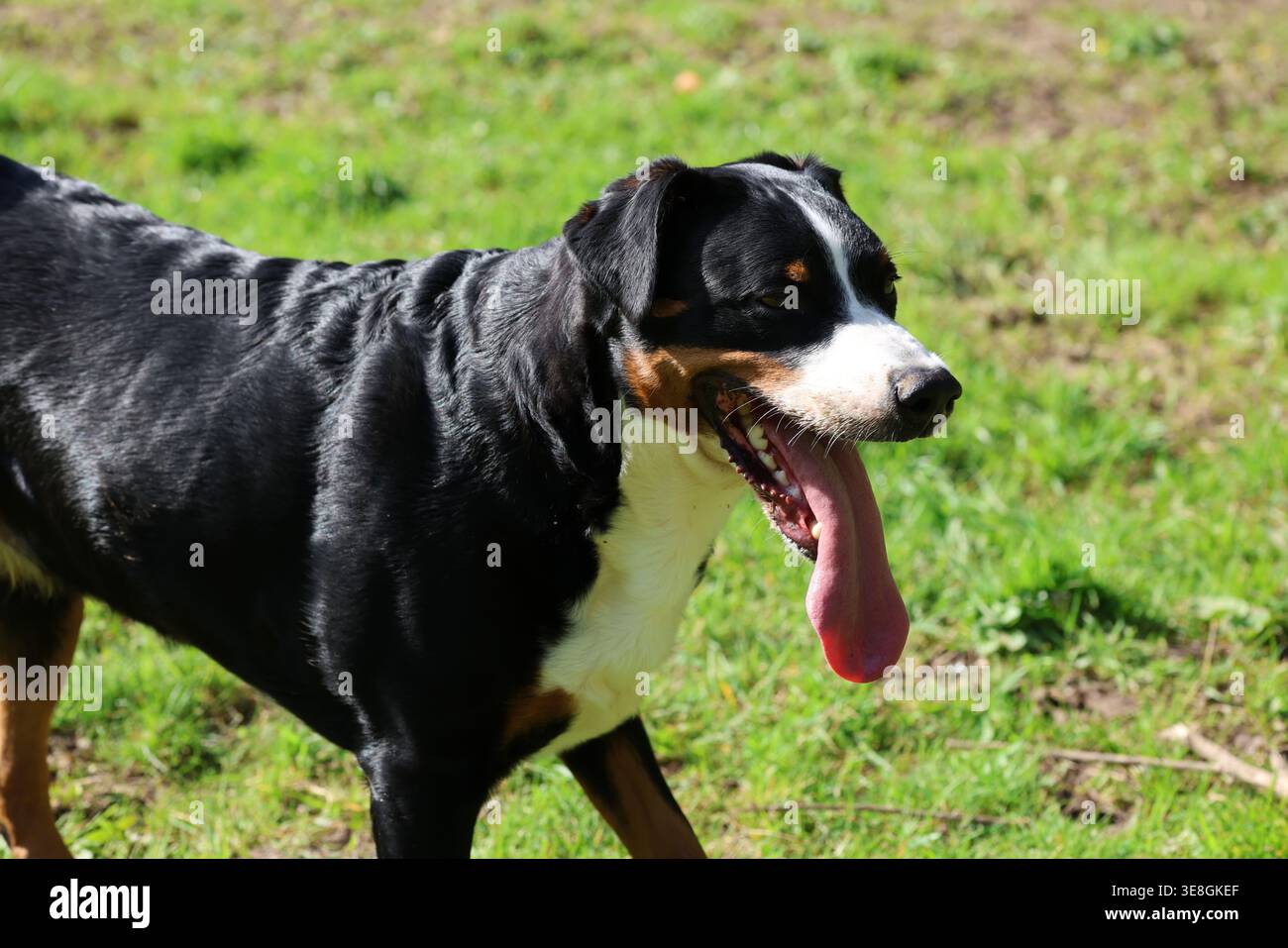 Image haute résolution du chien Appenzeller Sennenhund courant sur l'herbe à l'extérieur, montrant un comportement actif et énergique à la lumière du jour. Banque D'Images