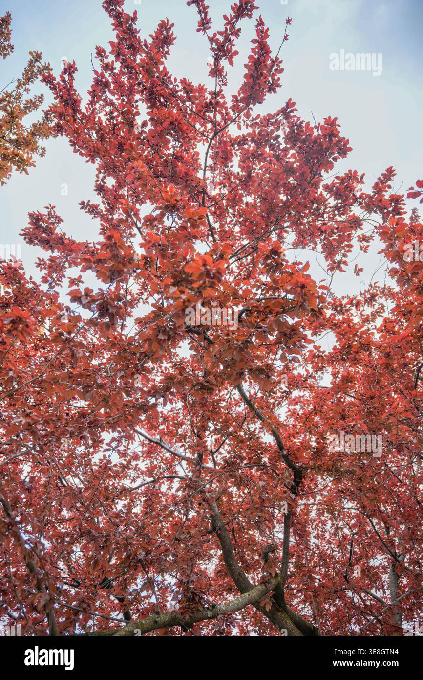 Vue de dessous des branches d'arbre avec des feuilles épaisses Banque D'Images