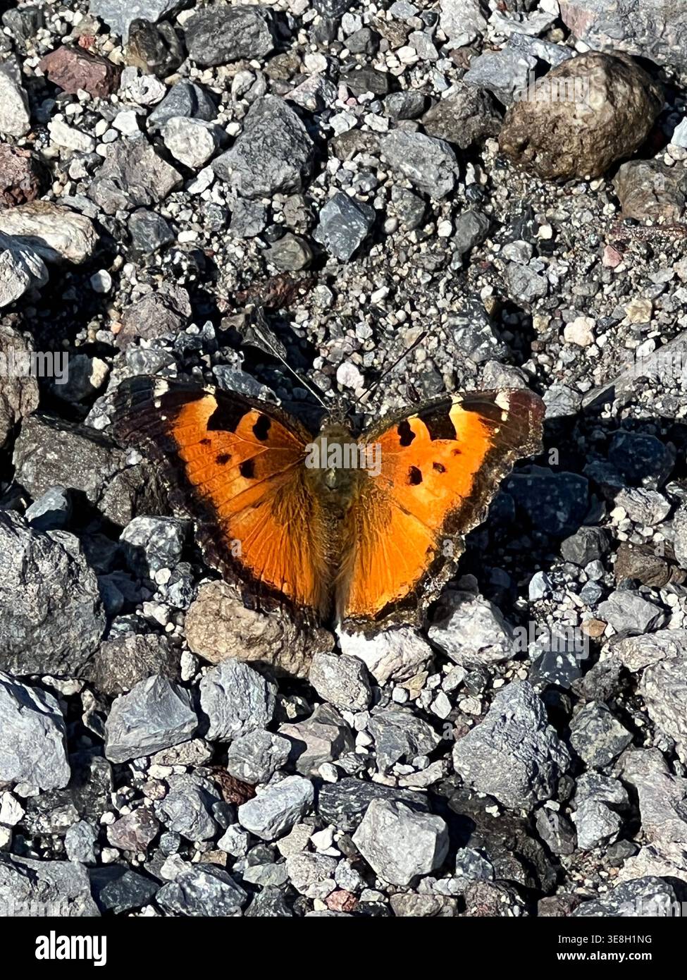 Papillon californien à tortue dans les montagnes des Cascades de l'Oregon. Banque D'Images