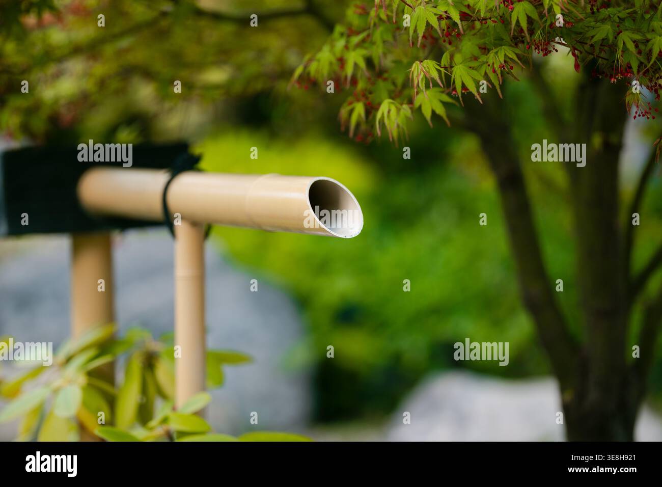Détail d'une conduite d'eau en bambou avec une faible profondeur de champ contre le feuillage vert vif du jardin Banque D'Images