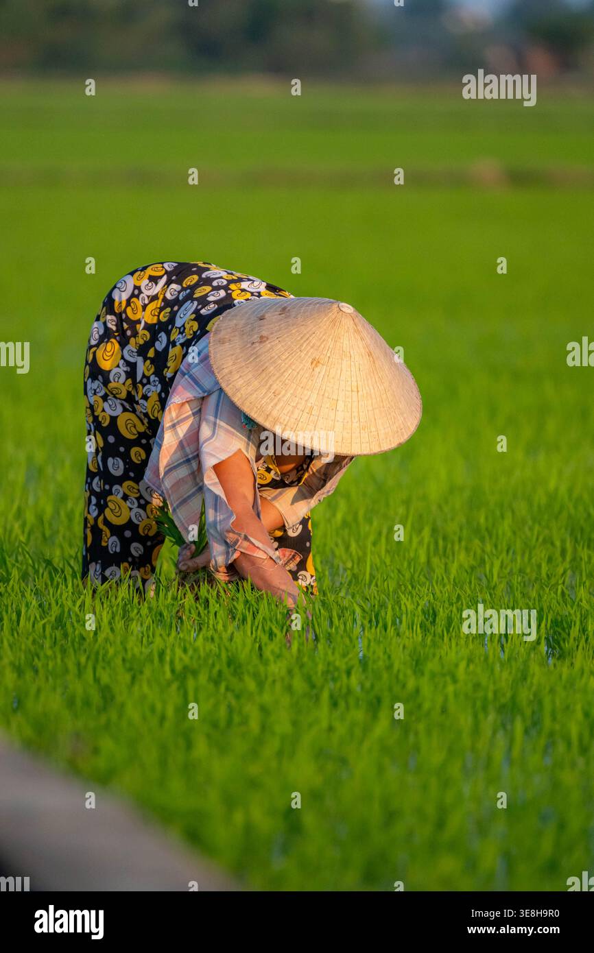 Une femme vietnamienne dans un chapeau conique traditionnel plié bas sur de jeunes plants de riz vert vif dans un vaste champ de rizières pendant l'heure dorée chaude Banque D'Images