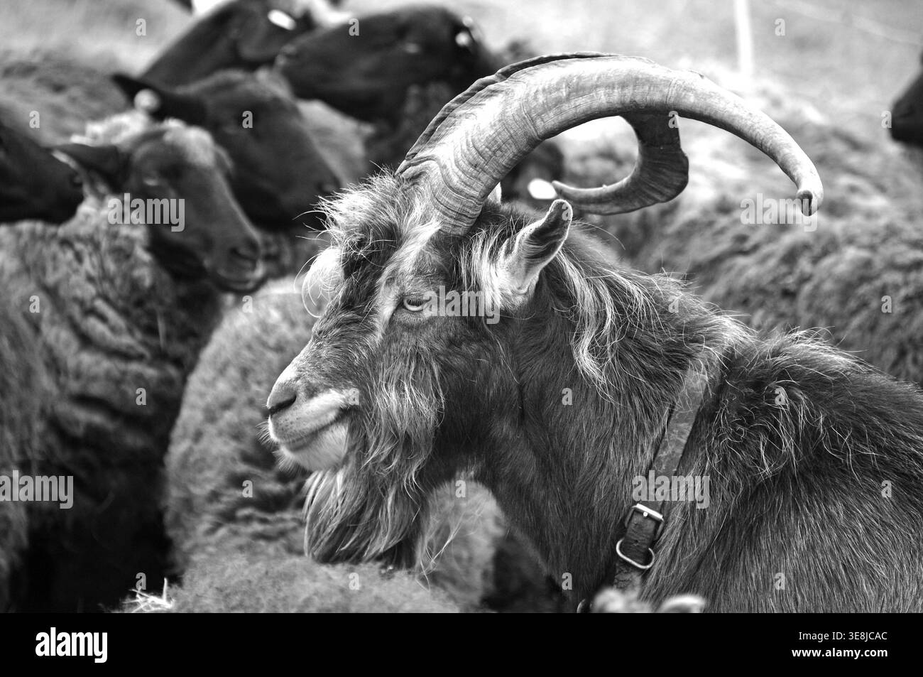 Chèvre (Capra aegagrus hircus), chèvre biliaire de Thuringe, noir et blanc, Roegnitz, Mecklembourg-Poméranie occidentale, Allemagne Banque D'Images
