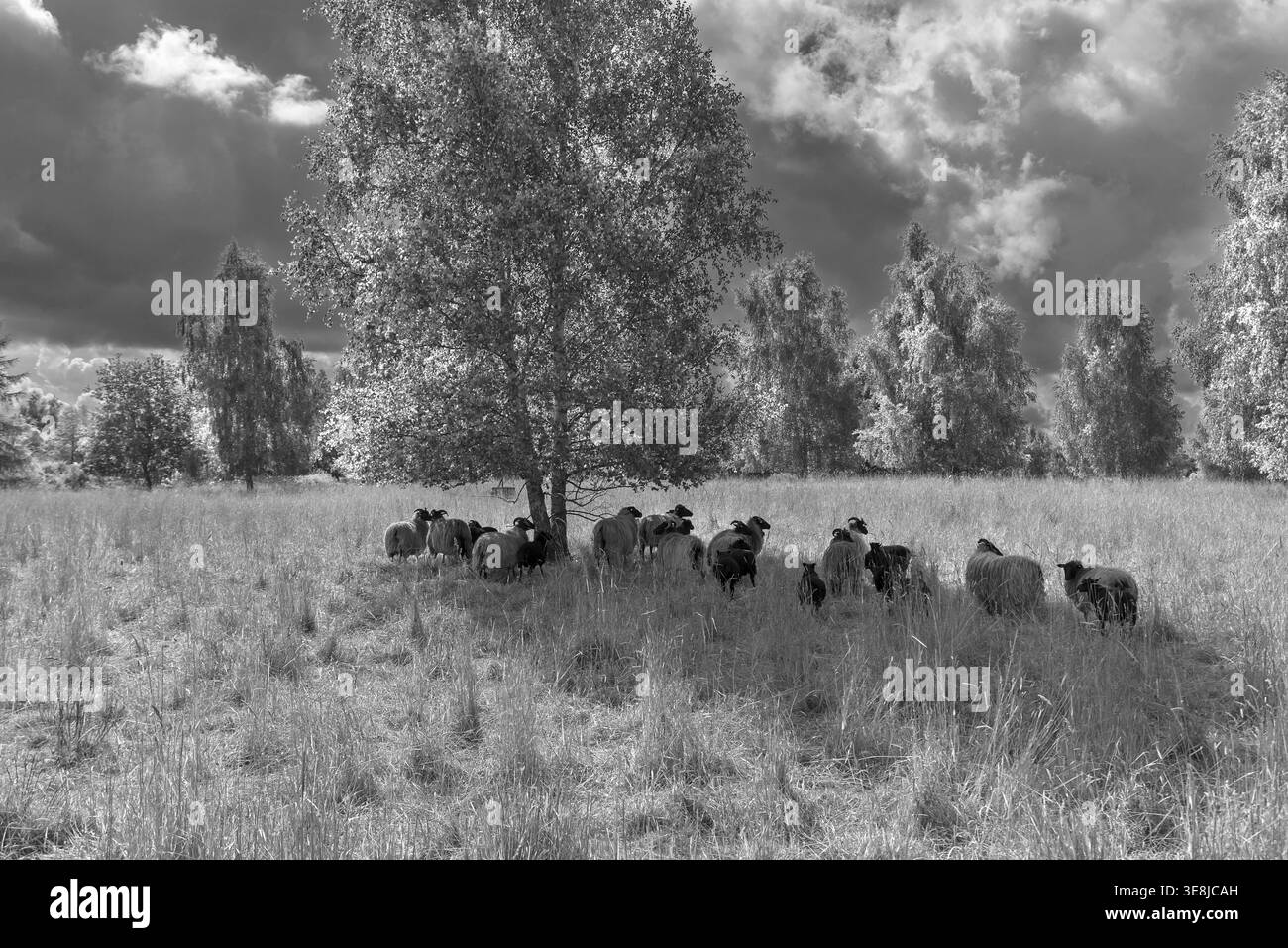 Moutons, bruyères paissent une réserve naturelle, Schwerin, Mecklembourg-Poméranie occidentale, Allemagne Banque D'Images