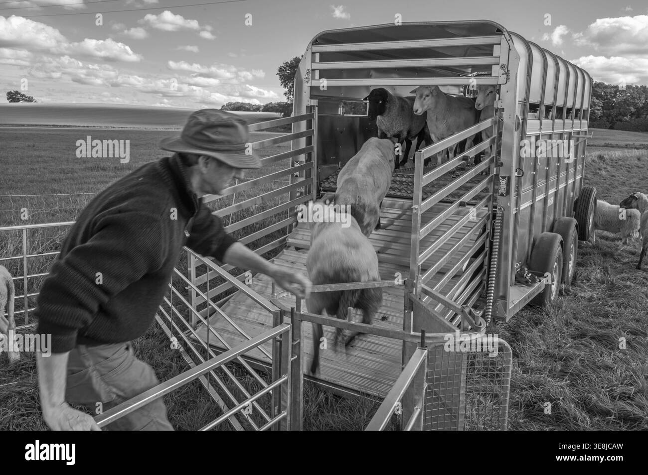 Berger chargeant ses moutons dans le transporteur d'animaux à deux étages dans le pâturage, noir et blanc, Rehna, Mecklenburg. - Vorpommern, Allemagne Banque D'Images
