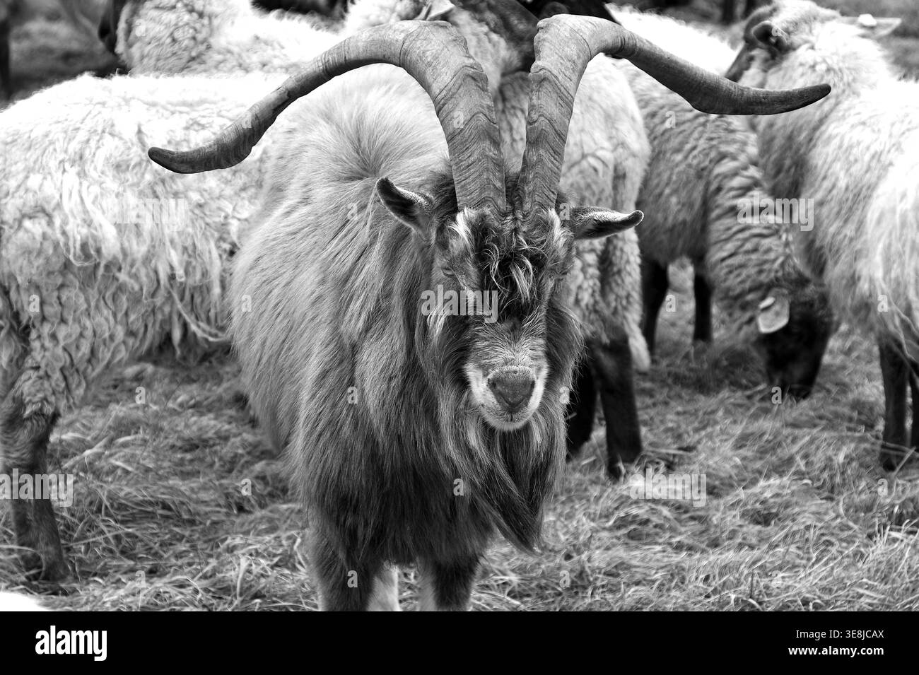 Chèvre dans un troupeau de moutons en pâturage, Kalkberg, noir et blanc, Nesow, Mecklembourg-Poméranie occidentale, Allemagne Banque D'Images