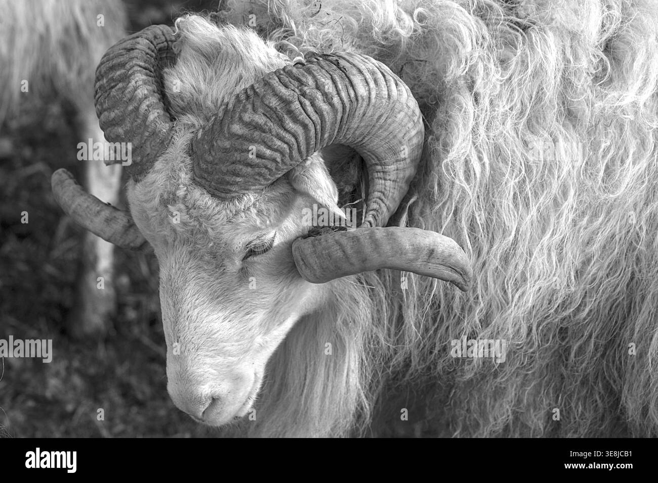 Mouton (Ovis aries), portrait d'un mâle Moorschnucke avec corne, noir et blanc, Rehna, Mecklembourg-Poméranie occidentale, Allemagne Banque D'Images