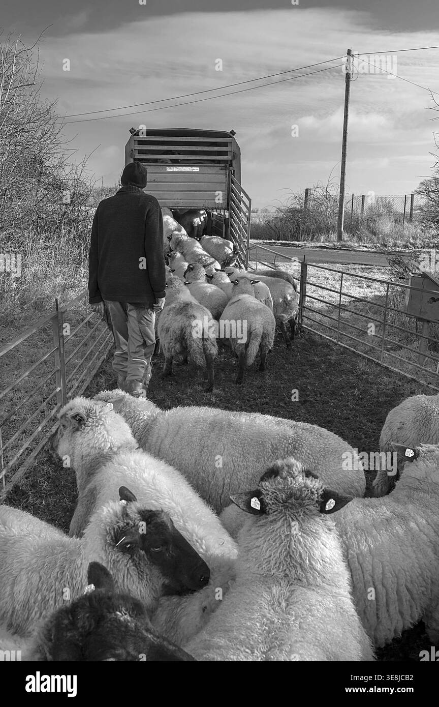 Berger chargeant ses moutons dans une remorque à bétail à deux étages, noir et blanc, Mecklembourg-Poméranie occidentale, Allemagne Banque D'Images