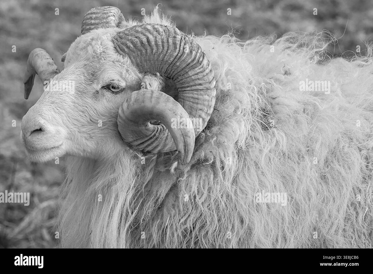 Mouton, mâle à cornes Moorschnucke (Ovis aries), noir et blanc, Rehna, Mecklembourg-Poméranie occidentale, Allemagne Banque D'Images