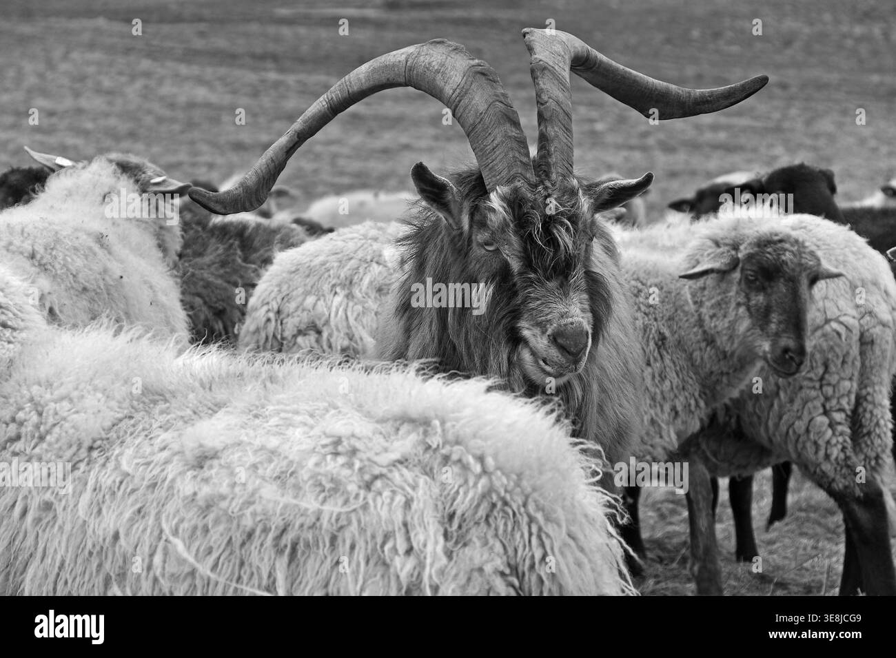Chèvre (Capra aegagrus hircus), chèvre biliaire dans un troupeau d'ovins au pâturage, Kalkberg, noir et blanc, Nesow, Mecklembourg-Poméranie occidentale, Allemagne Banque D'Images