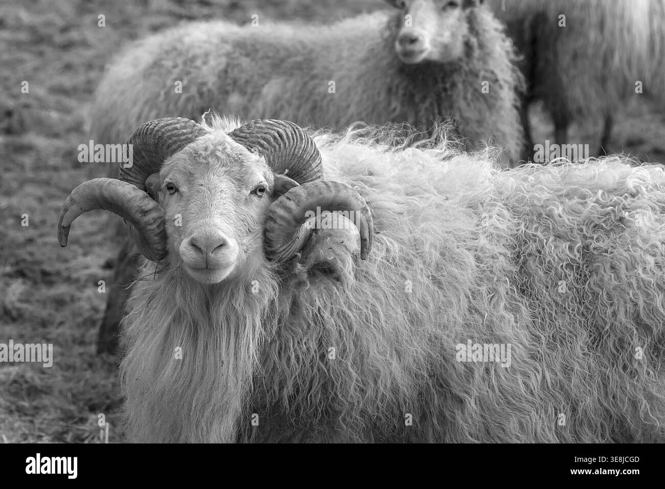Mouton, mâle à cornes Moorschnucke (Ovis aries), noir et blanc, Rehna, Mecklembourg-Poméranie occidentale, Allemagne Banque D'Images