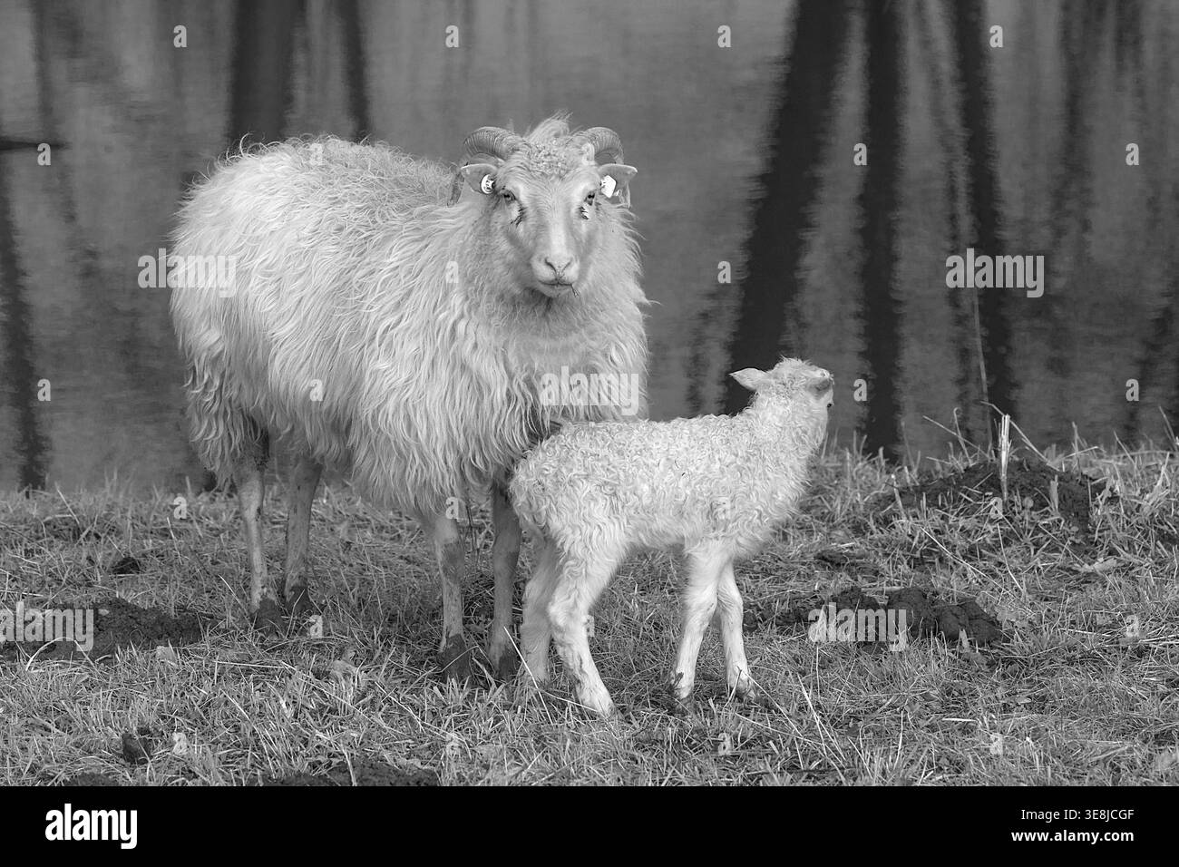 Mouton (Ovis gmelini aries), coucou à cornes avec son agneau au bord de l'eau, noir et blanc, Othenstorf, Mecklembourg-Poméranie occidentale, Allemagne Banque D'Images