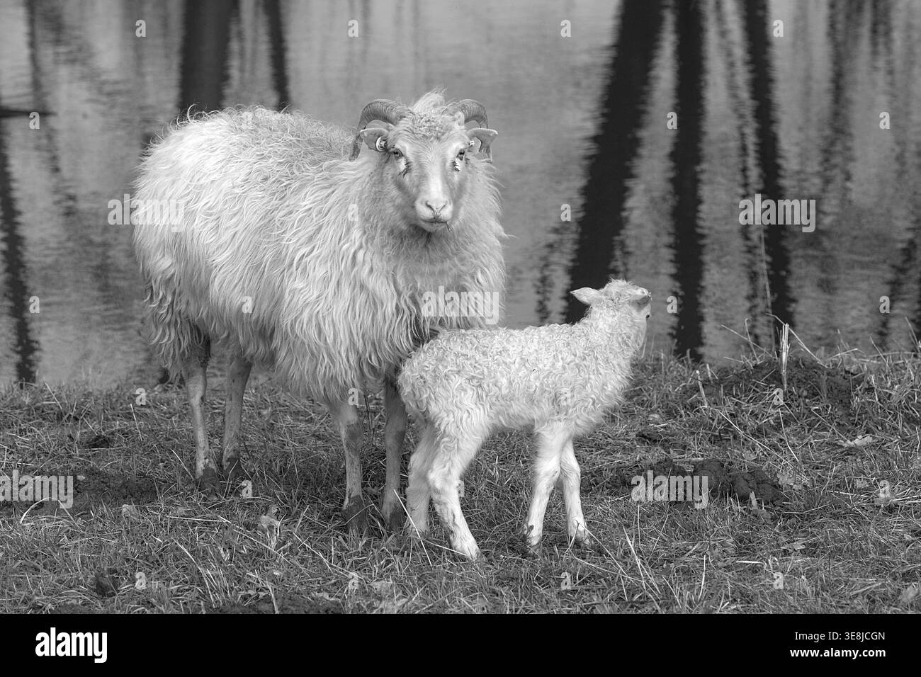 Mouton (Ovis gmelini aries), coucou à cornes avec son agneau au bord de l'eau, noir et blanc, Mecklembourg-Poméranie occidentale, Allemagne Banque D'Images