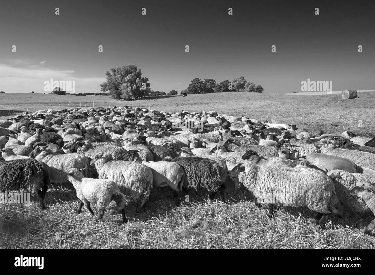 Moutons fermentés dans le pâturage, noir et blanc, Mecklembourg-Poméranie occidentale, Allemagne Banque D'Images