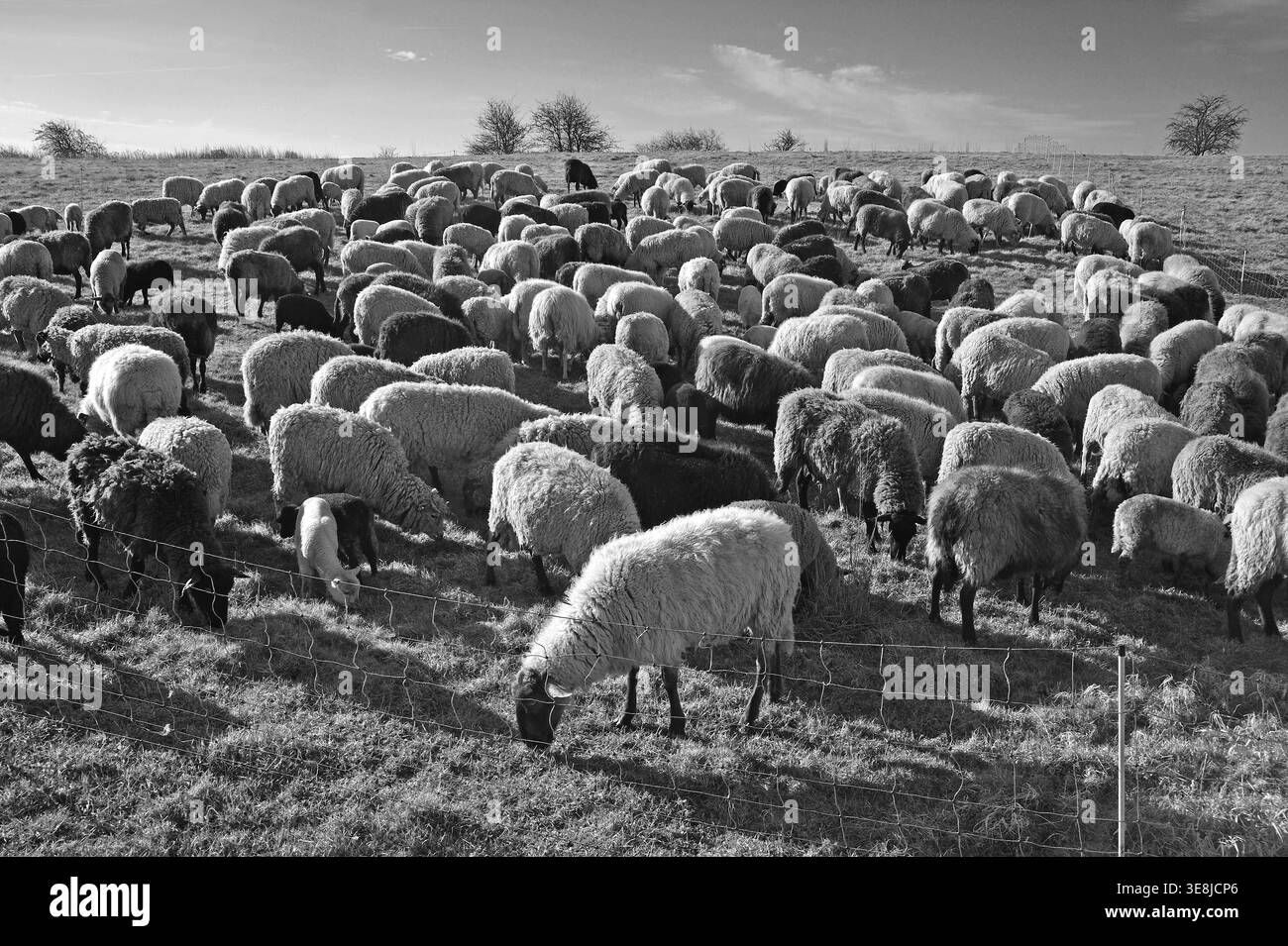 Moutons (Ovis gmelini aries), troupeau de moutons à la lumière du matin sur un pâturage, Bentin, Mecklembourg-Poméranie occidentale, Allemagne Banque D'Images