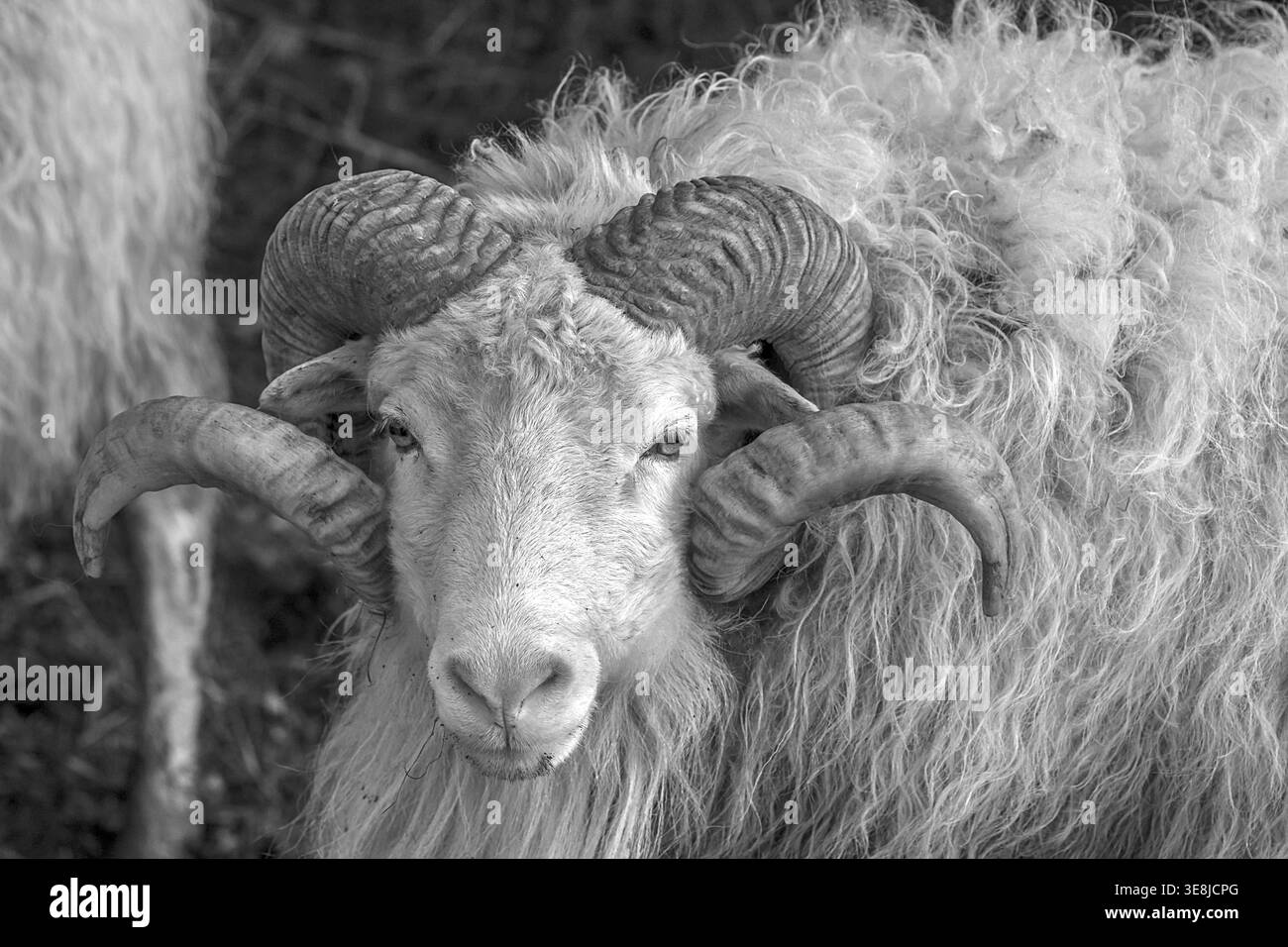 Mouton (Ovis aries), portrait d'un mâle Moorschnucke avec corne, noir et blanc, Rehna, Mecklembourg-Poméranie occidentale, Allemagne Banque D'Images