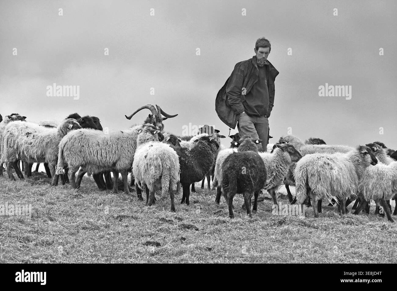 Jeune berger vérifie ses moutons par mauvais temps, Kalkberg, noir et blanc, Nesow, Mecklembourg-Poméranie occidentale, Allemagne Banque D'Images