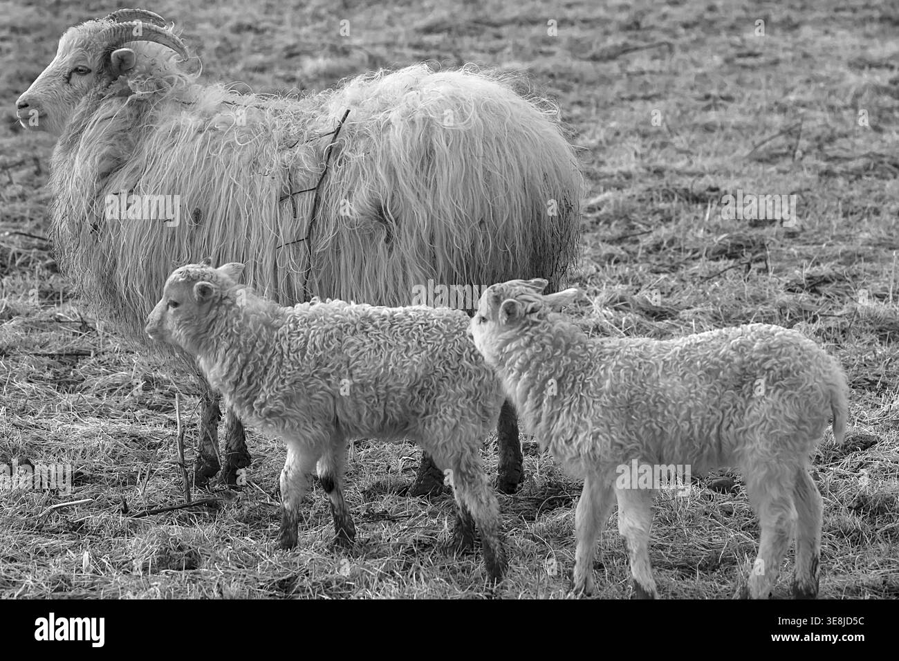 Moutons, Moorschnucke à cornes (Ovis aries) avec leurs agneaux sur le pâturage, noir et blanc, Mecklenburg-Vorpommern, Allemagne Banque D'Images
