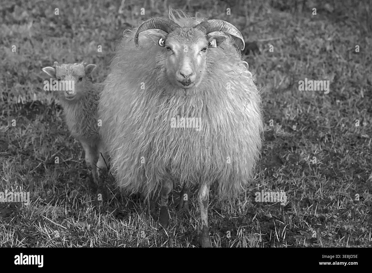 Mouton, Moorschnucke à cornes (Ovis aries) avec son agneau sur le pâturage, noir et blanc, Mecklenburg-Vorpommern, Allemagne Banque D'Images