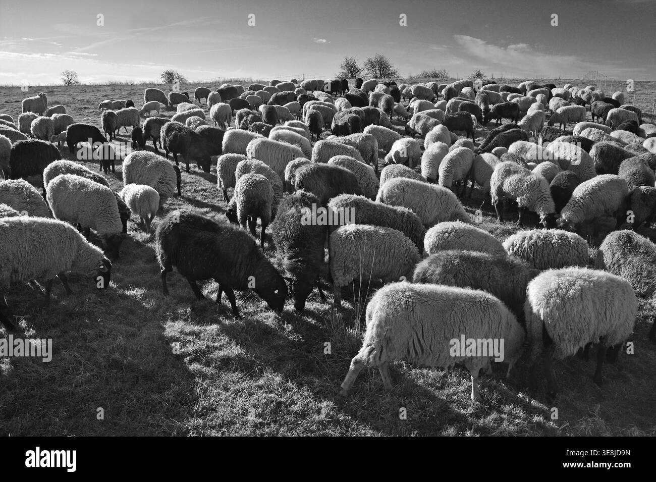 Moutons (Ovis) dans la lumière du matin sur le pâturage, Bentin, noir et blanc, Mecklenburg-Pommern, Allemagne Banque D'Images