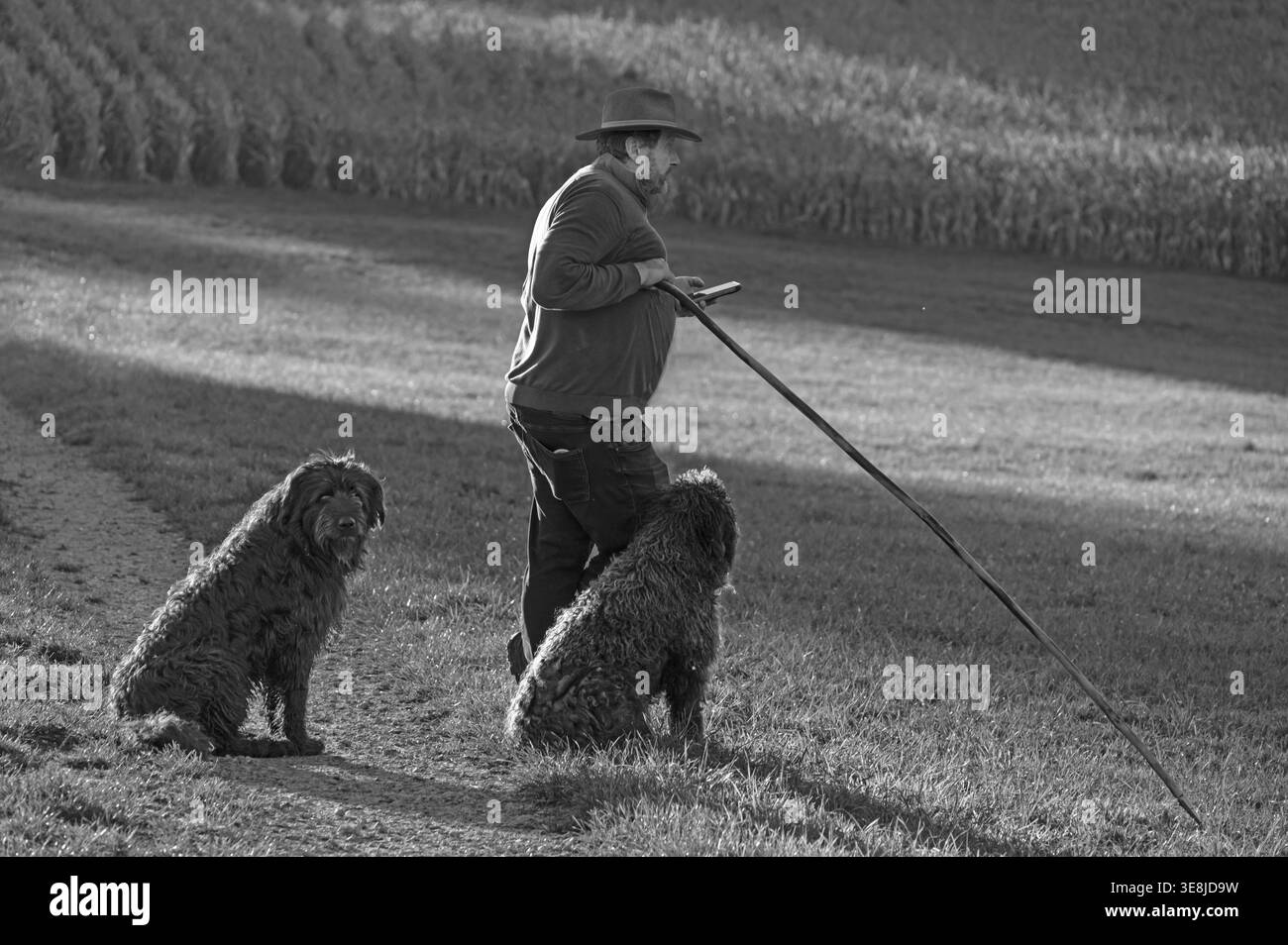Berger avec deux chiens de berger allemands élevant son troupeau de moutons (Ovis gmelini aries) dans un pré, noir et blanc, Tauchersreuth, moyenne Franconie, Banque D'Images