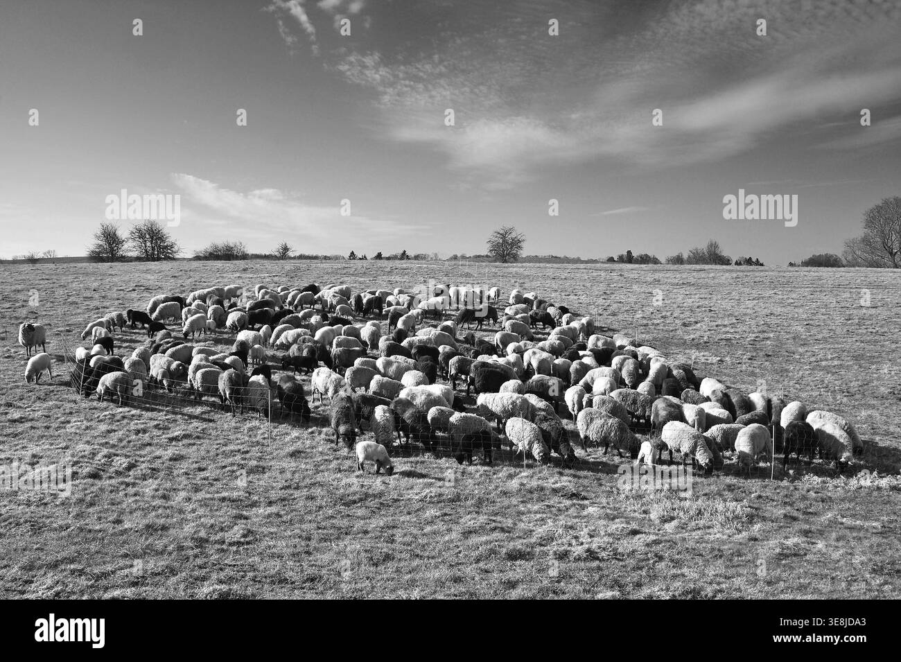 Moutons (Ovis gmelini aries), troupeau de moutons à la lumière du matin sur un pâturage, noir et blanc, Bentin, Mecklenburg-Poméranie occidentale, Allemagne Banque D'Images
