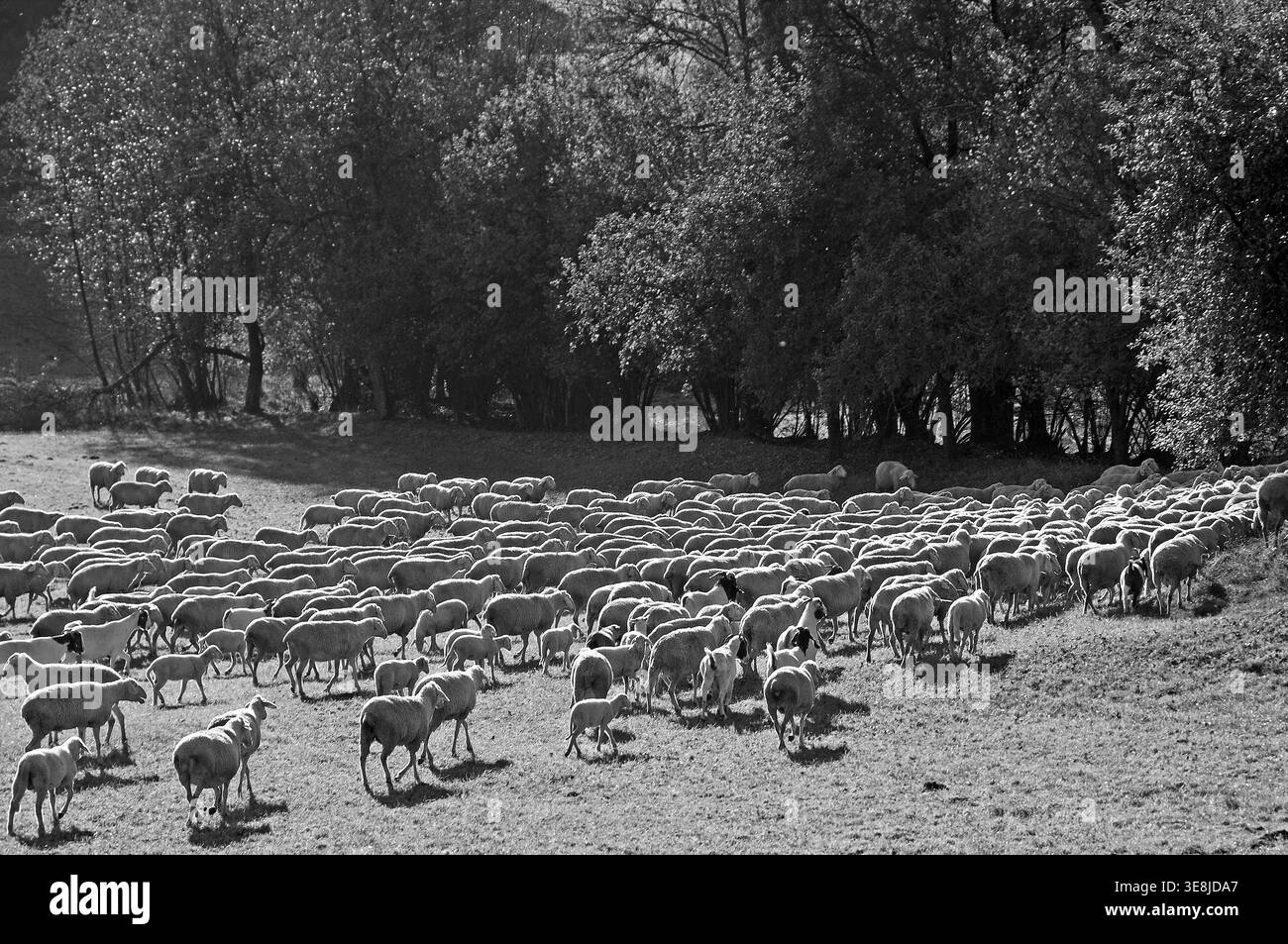 Moutons sur un pâturage contre la lumière, noir et blanc, Egloffstein, haute-Franconie, Bavière, Allemagne Banque D'Images