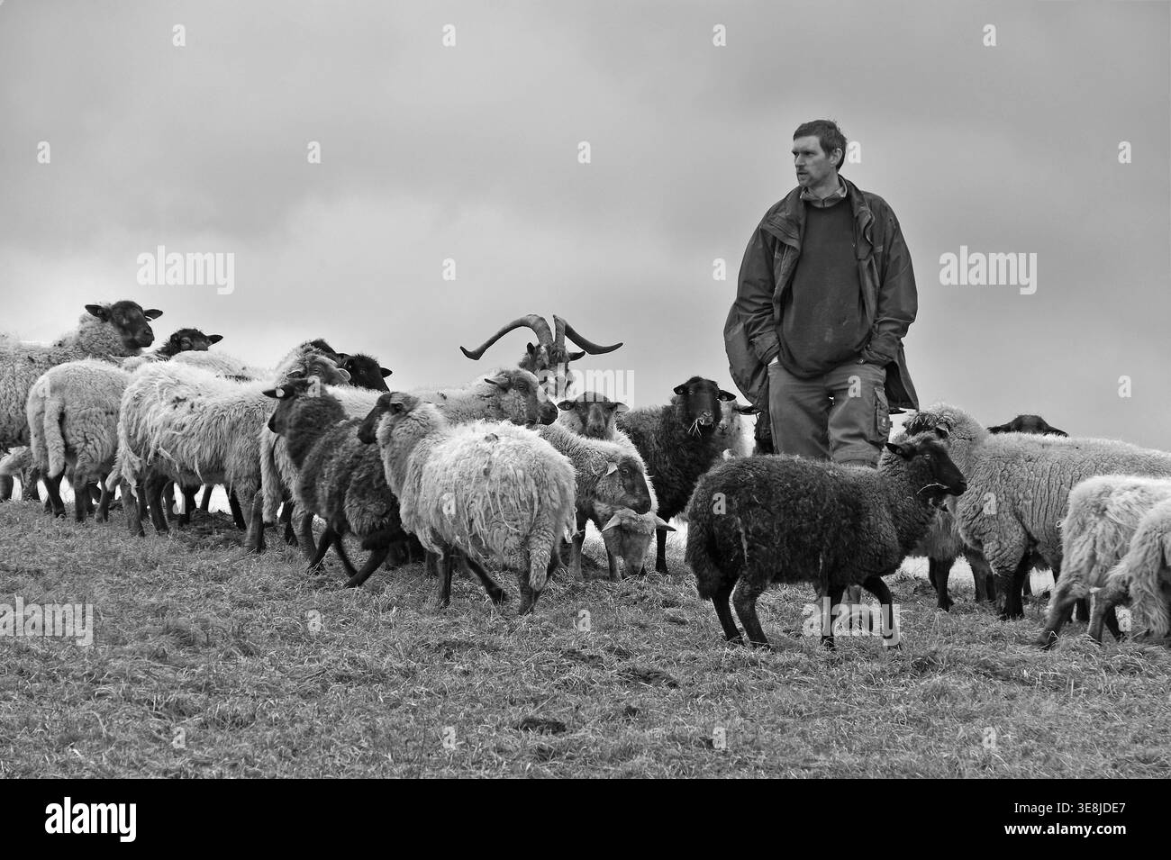 Jungbauer vérifie ses moutons par mauvais temps, une chèvre au milieu, Kalkberg, noir et blanc, Nesow, Mecklembourg-Poméranie occidentale, Allemagne Banque D'Images