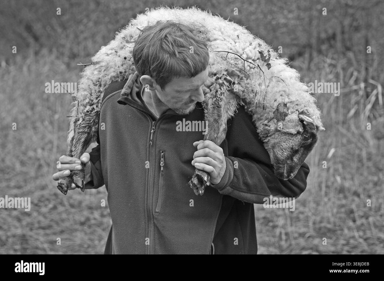 Jeune berger portant un jeune mouton faible sur ses épaules, noir et blanc, Pinnow, Mecklembourg-Poméranie occidentale, Allemagne Banque D'Images