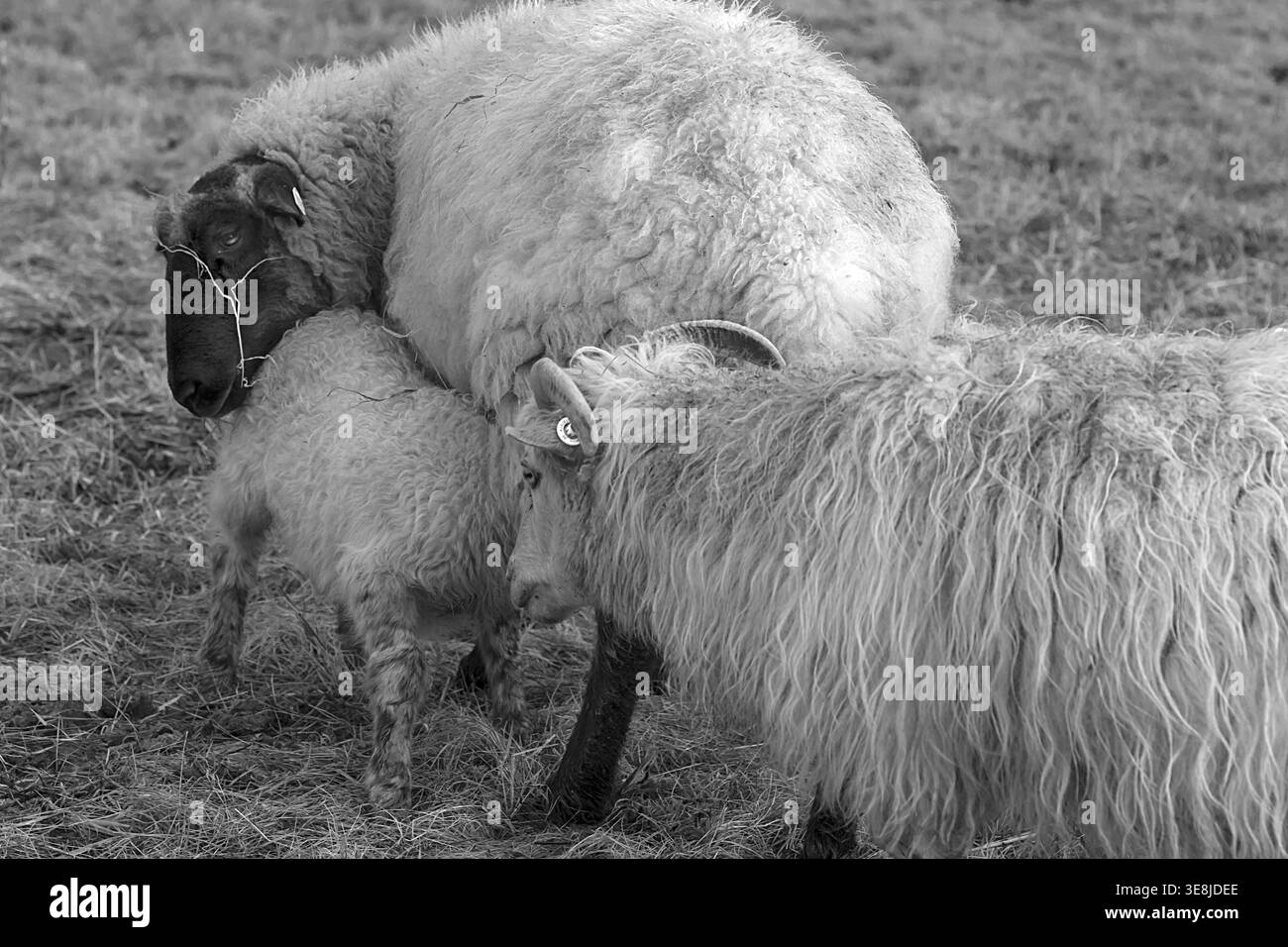 Mouton, Moorschnucken (Ovis aries) avec agneau au pâturage, noir et blanc, Mecklenburg-Poméranie occidentale, Allemagne Banque D'Images