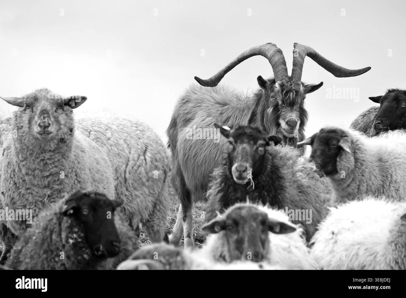 Chèvre dans un troupeau de moutons, Kalkberg, noir et blanc, Nesow, Mecklembourg-Poméranie occidentale, Allemagne Banque D'Images