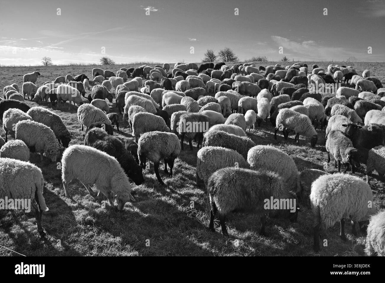 Moutons (Ovis gmelini aries) dans la lumière du matin sur le pâturage, noir et blanc, Bentin, Mecklembourg-Poméranie occidentale, Allemagne Banque D'Images