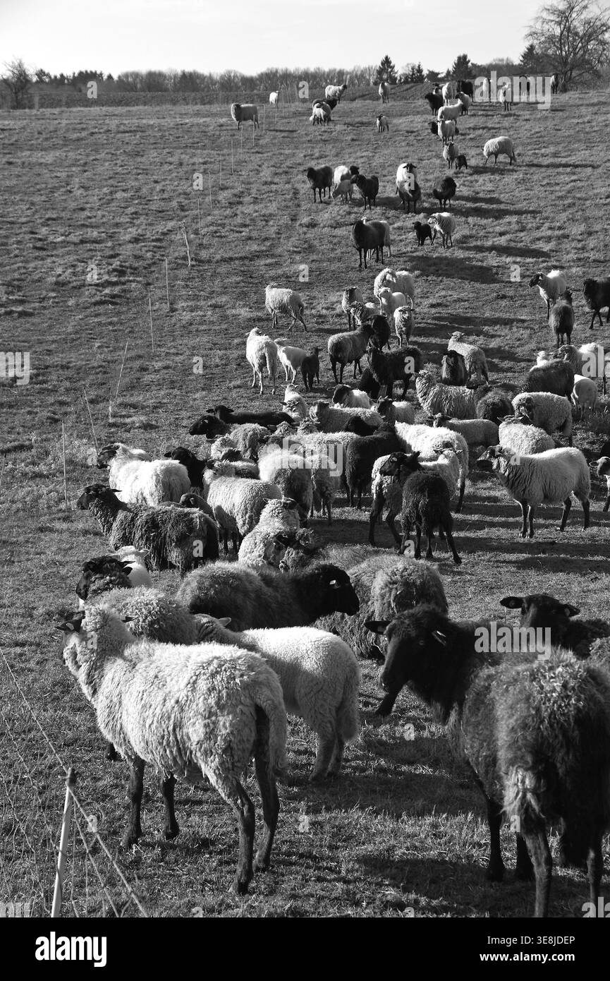 Moutons (Ovis gmelini aries) en pâturage, noir et blanc, Bentin, Mecklembourg-Poméranie occidentale, Allemagne Banque D'Images