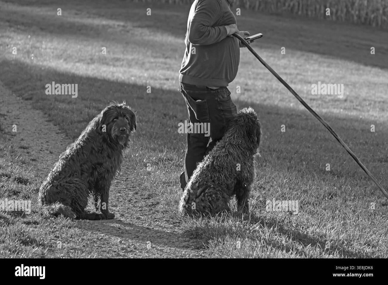 Berger avec ses deux chiens de berger allemands élevant son troupeau de moutons (Ovis gmelini aries), noir et blanc, Tauchersreuth, moyenne Franconie, Bavière Banque D'Images