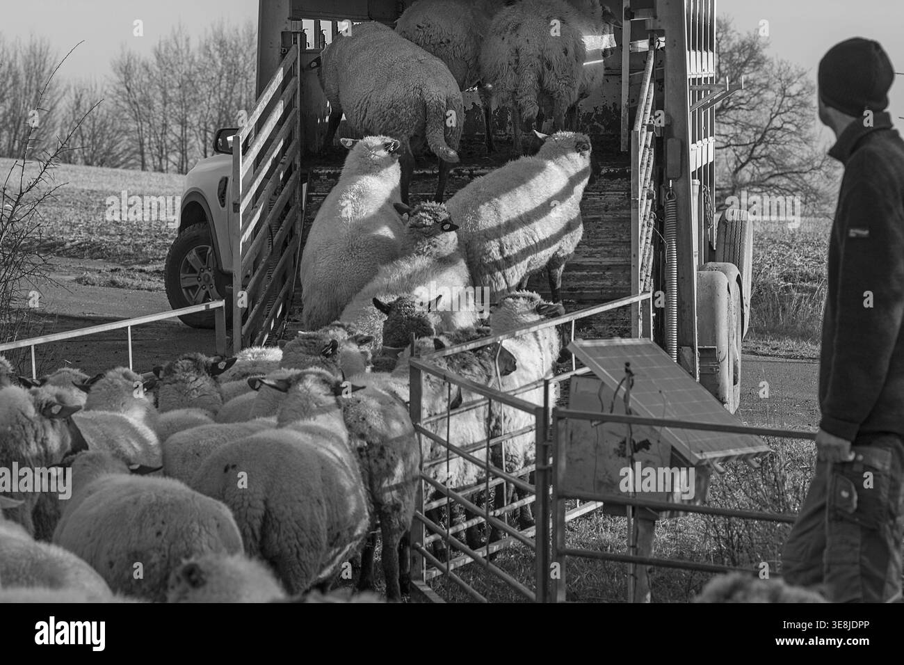 Moutons à tête noire (Ovis gmelini aries) chargés dans une remorque à bovins à deux étages, noir et blanc, Mecklembourg-Poméranie occidentale, Allemagne Banque D'Images