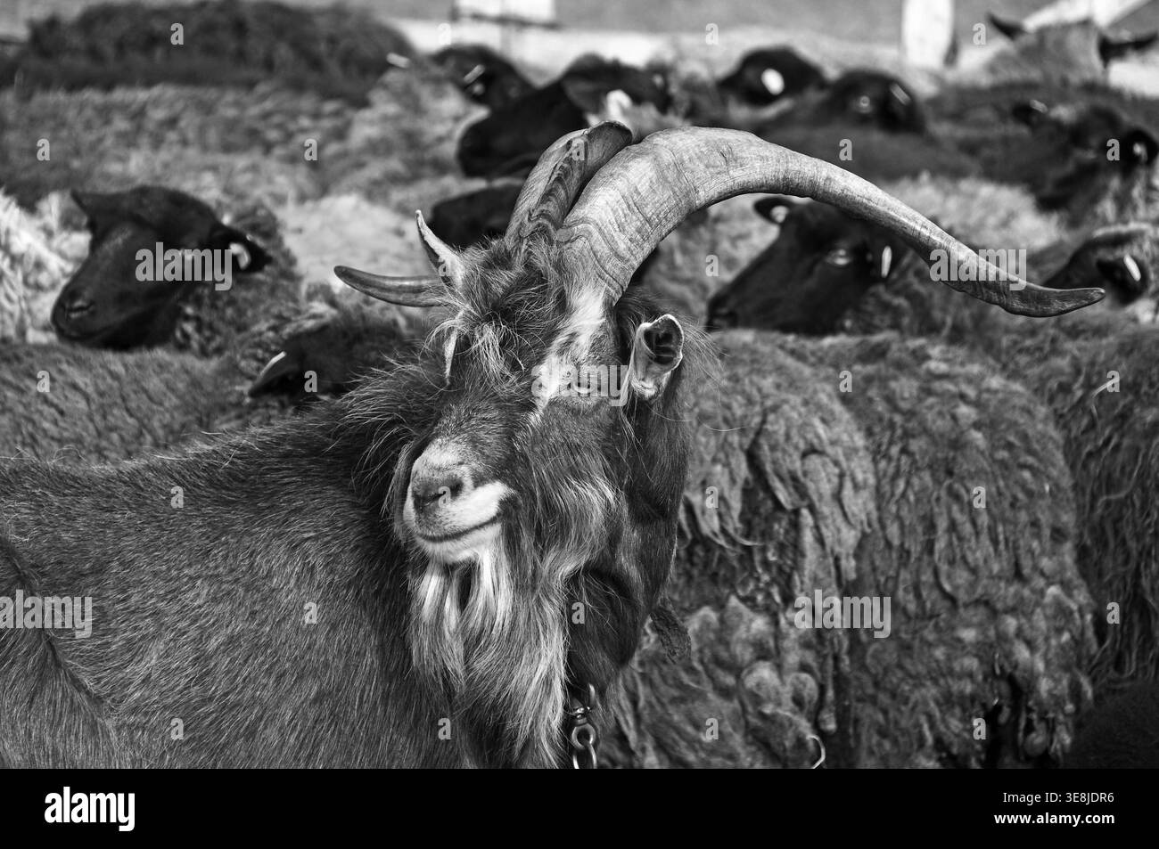 Chèvre (Capra aegagrus hircus), chèvre de Thuringe, Roegnitz, Mecklembourg-Poméranie occidentale, Allemagne Banque D'Images